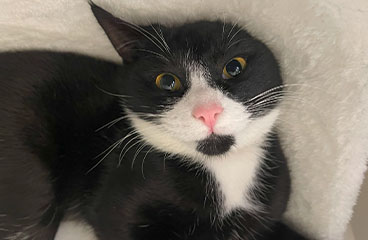 Picture of Dora the Destoryer, Dora Cat