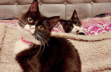 Pitcure of Echo EchoEcho the cat